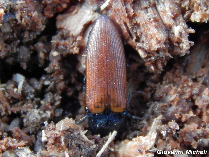 Ampedus sp,, Elateridae